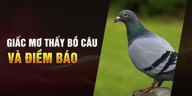 Ý nghĩa của giấc mơ thấy bồ câu và điềm báo