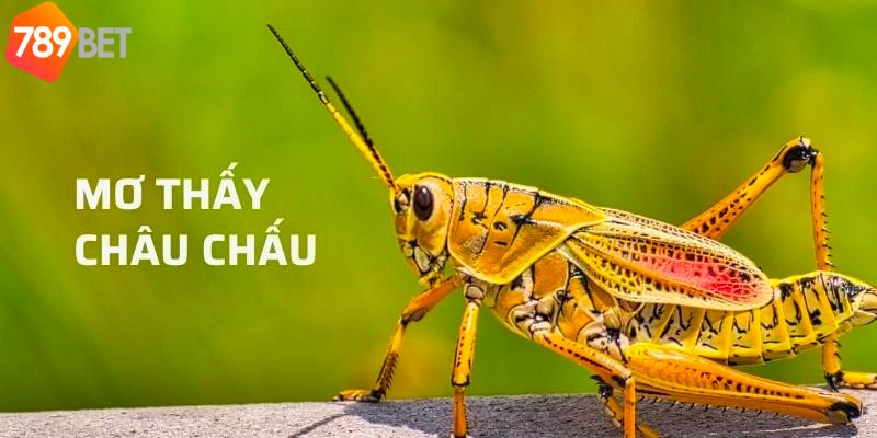 Mơ thấy châu chấu đánh con số mấy để ăn cược to tại 789bet?