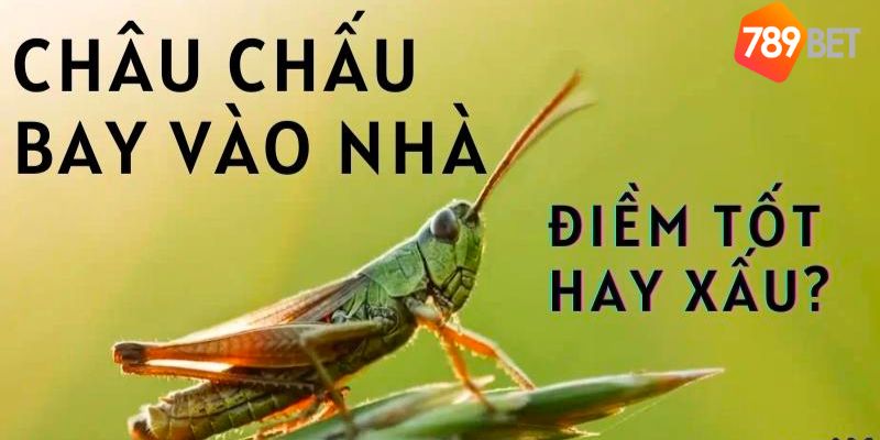 Giải mã điềm lành dữ trong giấc mơ thấy con châu chấu