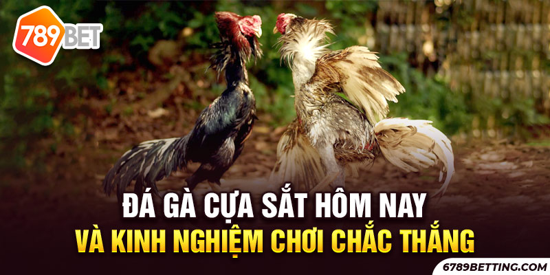 Đá gà cựa sắt hôm nay được sử dụng từ nhiều giống gà khác nhau