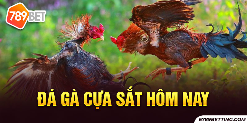 Đá gà cựa sắt hôm nay rất được lòng kê thủ