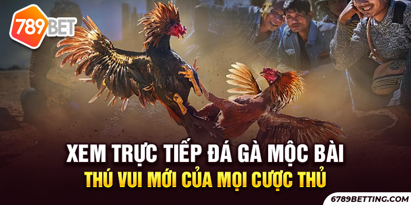 Đá gà tại Mộc Bài đang thu hút rất đông lượt người chơi đến từ Việt Nam