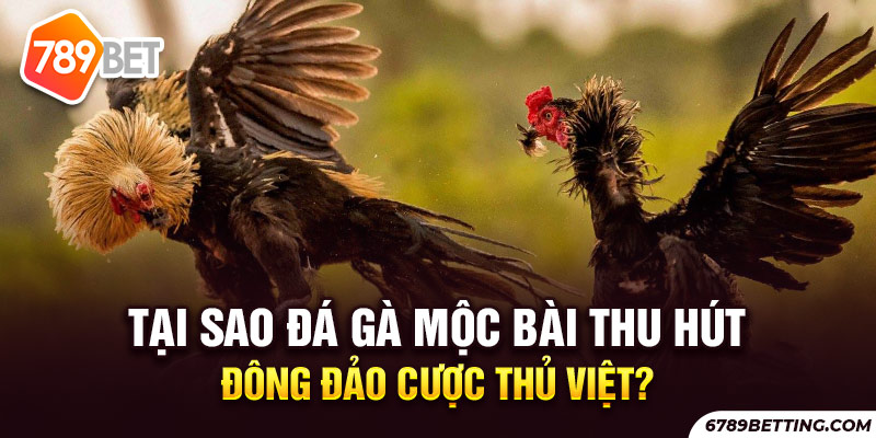 Đá gà Mộc Bài thu hút rất đông người chơi