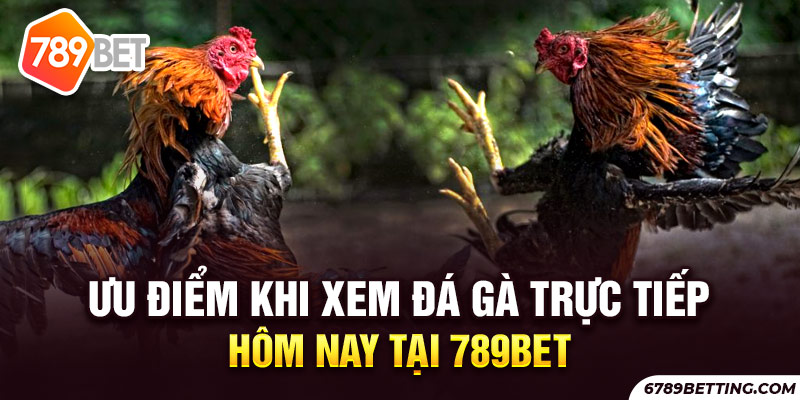 Xem đá gà trực tiếp hôm nay trên 789BET có bình luận viên