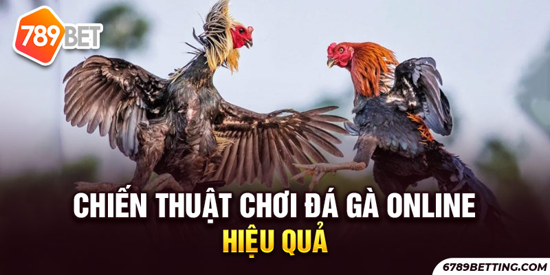 Khôn ngoan khi cá cược đá gà trực tuyến